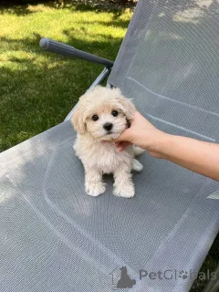 Фото №1. мальтийская болонка - купить в Хельсинки за 51022₽. Объявление №163771