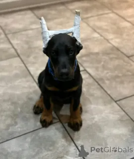 Фото №1. доберман - купить в Леверкузен за договорная. Объявление №166548