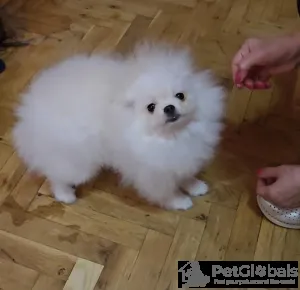 Фото №3. Purebred Boo Pomeranian щенки.  Сербия