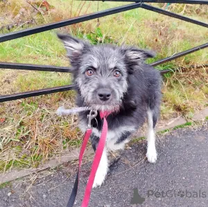 Дополнительные фото: Ласковая собачка-домовёнок