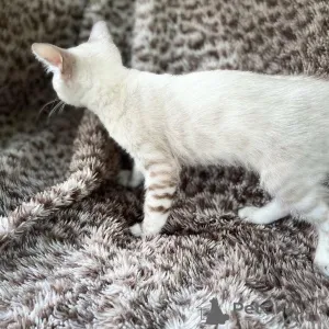 Фото №1. бенгальская - купить в Växjö за 69575₽. Объявление №153230