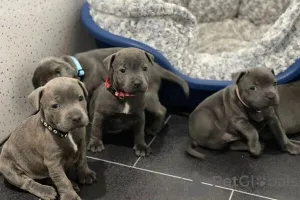 Фото №1. стаффордширский бультерьер - купить в Мейнц за 51022₽. Объявление №149694