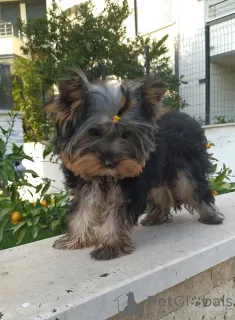 Дополнительные фото: Йорочка Бусинка для большой любви