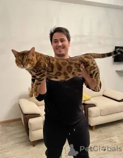 Дополнительные фото: Бенгалская кошка bengal cat