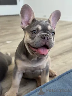 Фото №3. Высококачественные щенки французского бульдога, проверенные на здоровье и.  Украина