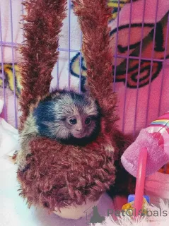 Фото №1.  - купить в Анахайм за договорная. Объявление №161745