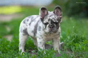 Дополнительные фото: Французкий бульдог мерле
