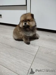 Дополнительные фото: Красивые медведи Бо