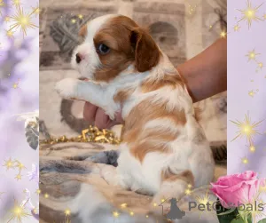 Дополнительные фото: Кавалер кинг чарльз спаниель - девочка