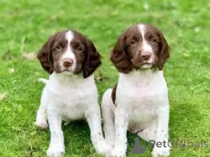 Фото №3. Englanninspringerspanielipennut etsivät perhetta.  Финляндия