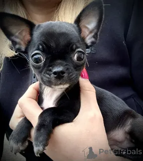 Фото №3. Чихуахуа.  Польша