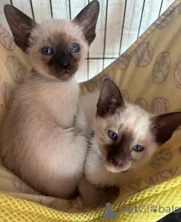 Фото №1. сиамская - купить в Меттманн за 32468₽. Объявление №151875