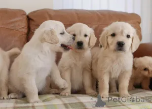 Фото №1. золотистый ретривер - купить в Антверпен за Бесплатно. Объявление №154175