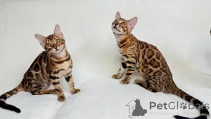 Фото №3. Бенгальские котята. США