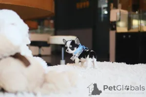 Фото №1. чихуахуа - купить в Холодная весенняя гавань за договорная. Объявление №155039