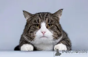 Дополнительные фото: Молодой котик Бакс ищет дом.