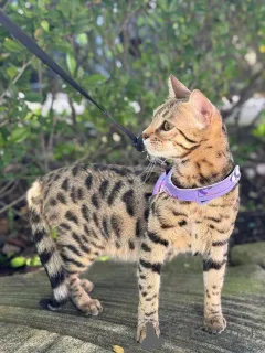 Фото №1. бенгальская - купить в Толстый за 69575₽. Объявление №152944