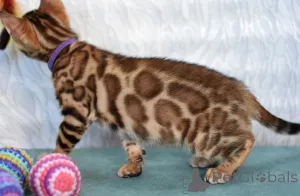 Дополнительные фото: Породистые котята из питомника