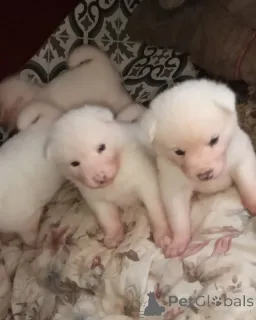 Дополнительные фото: Зарегистрированные KC щенки японской акиты