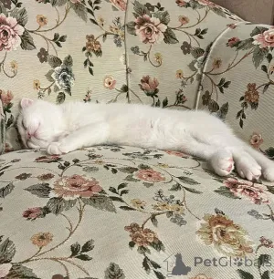 Фото №4. Продам  в Маленький  - цена договорная