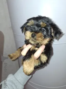 Дополнительные фото: Чистокровные щенки Йоркширского Терьера