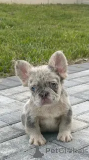 Дополнительные фото: Очаровательные щенки французского бульдога доступны для продажи