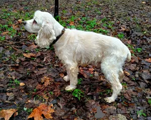 Дополнительные фото: Ищет дом американский кокер-спаниель Тоша