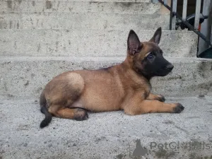 Дополнительные фото: Высококачественные бельгийские щенки малинои