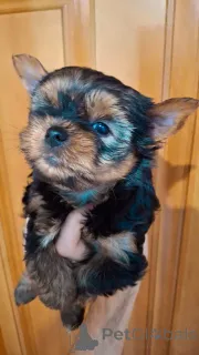 Дополнительные фото: Чистокровные щенки Йоркширского Терьера