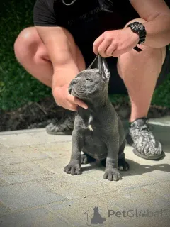 Дополнительные фото: Щенки кане корсо