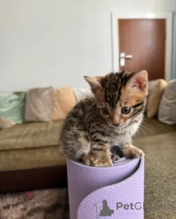 Фото №1. бенгальская - купить в Гамприн за 32468₽. Объявление №152069