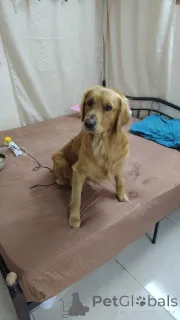 Фото №1 Услуга вязки - порода золотистый ретривер. Цена договорная