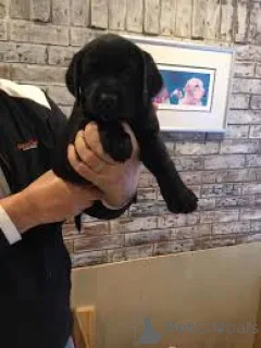 Фото №2 к объявлению №167690 о продаже лабрадор-ретривера - купить в Польше частное объявление, заводчик