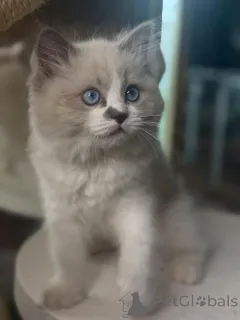 Фото №3. Мечтательные глаза, нежное сердце Луна лунный свет в образе котенка.. Финляндия