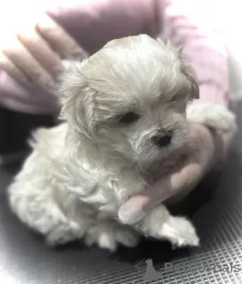 Дополнительные фото: Щенки мальтийской болонки, зарегистрированные в KC.