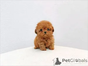 Фото №4. Продажа немецкую овчарку в Праге заводчик - цена 23192₽