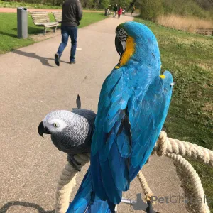 Фото №1.  - купить в Экстра за договорная. Объявление №158423