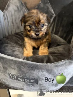 Фото №2 к объявлению №163986 о продаже чау-чау - купить в США частное объявление