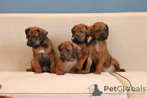 Дополнительные фото: rhodesian ridgeback