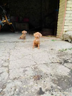 Дополнительные фото: Короткая венгерская собака, щенки