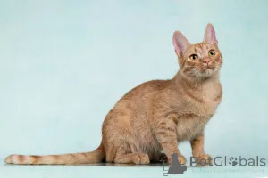 Дополнительные фото: Юна, чудесная ласковая кошечка-подросток ищет дом