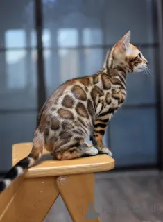 Дополнительные фото: Породистые котята из питомника