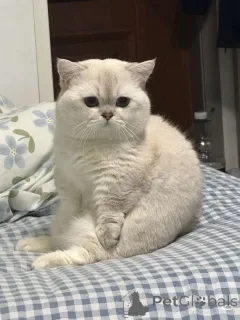 Фото №1. шотландская вислоухая (скоттиш фолд) - купить в Айзлинген за 37107₽. Объявление №157399