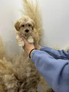 Фото №4. Продажа мальтипу в Савино Село заводчик - цена договорная