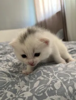 Фото №3. British cat. Ирландия