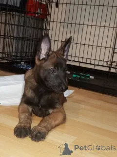 Дополнительные фото: Высококачественные бельгийские щенки малинои