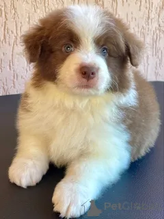 Фото №1. бордер-колли - купить в Бремен за договорная. Объявление №166822