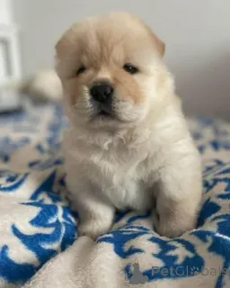 Фото №1.  - купить в Буцбах за договорная. Объявление №167679