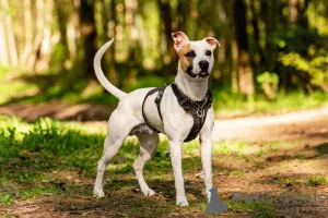 Фото №3. Красивый пёс Дарий в добрые руки..  Россия