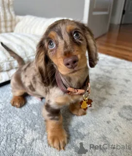 Фото №1. такса - купить в Вена за договорная. Объявление №163659